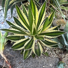 アガベ　五色万代　子株①の画像