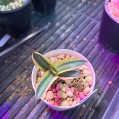 アガベ　五色万代　子株②の画像