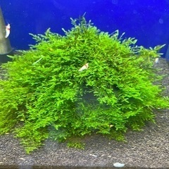 南米ウィローモス　流木活着！の画像