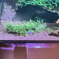 南米ウィローモス　流木活着！の画像