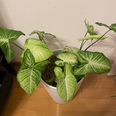 観葉植物
の画像