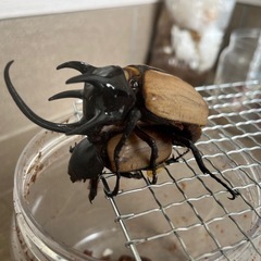 【幼虫】ゴホンヅノカブトの画像