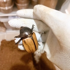 【幼虫】ゴホンヅノカブトの画像