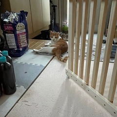 猫脱走防止扉の画像