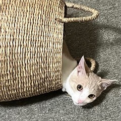 チロちゃん親子