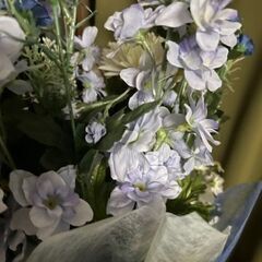 光触媒　観葉植物　の画像