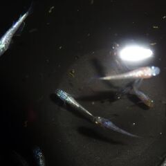 めだか（１５匹）②の画像
