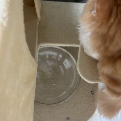 キャットタワーの画像