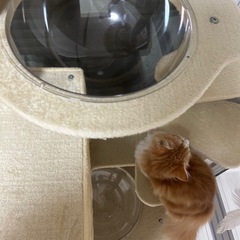 キャットタワーの画像