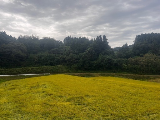 令和6年度産　コシヒカリ　玄米30キロ
