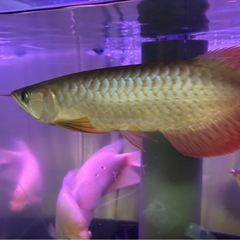 古代魚の画像