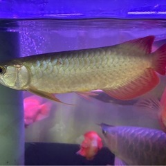 古代魚の画像