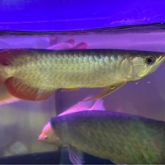 古代魚の画像