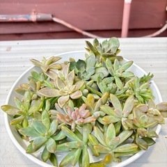 【全部まるごと】多肉植物たくさん！カット苗の画像