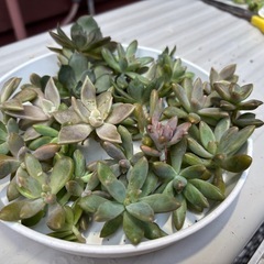 【全部まるごと】多肉植物たくさん！カット苗の画像