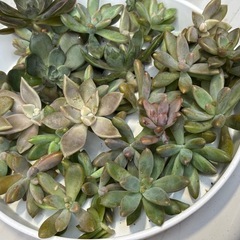 【全部まるごと】多肉植物たくさん！カット苗の画像