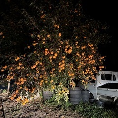 ご好評につき追って先着順にご連絡差し上げますの画像