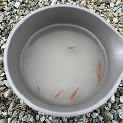 エンペラーメダカ【選別漏れ】
の画像