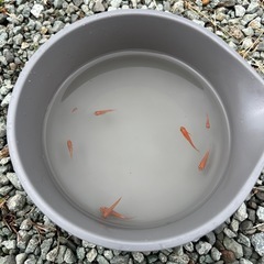 エンペラーメダカ【選別漏れ】
の画像