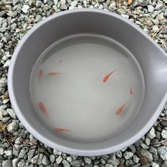 エンペラーメダカ【選別漏れ】
の画像