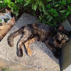 【里親募集】猫親子（親2歳、子猫3ヶ月）