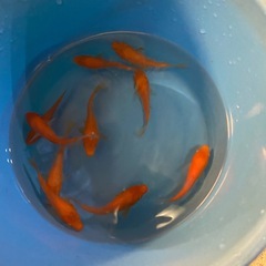 錦鯉　袋売りの画像