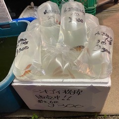 錦鯉　袋売りの画像