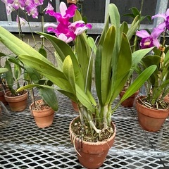 代理出品 らんの花 ピンク②の画像