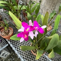 代理出品 らんの花 ピンク②の画像