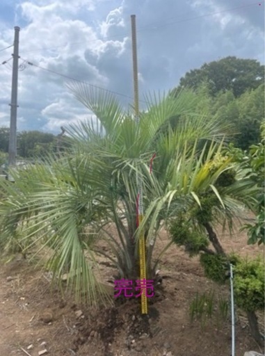 希少幹太 ココスヤシ 埼玉県産