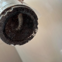 カブトムシの幼虫　1〜10匹　お好きな数の画像