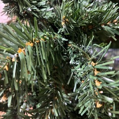 クリスマスツリーの画像