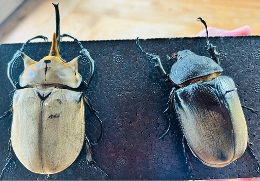 【大量20頭セット】エレファスゾウカブト CBF1／メキシコ・カテマコ産／2025年1月孵化・3齢幼虫