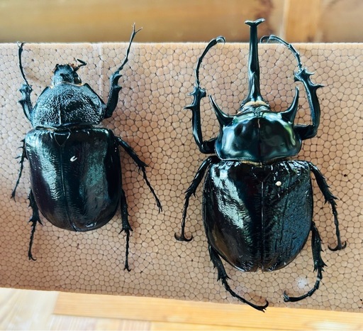 【大量30頭セット】マルスゾウカブト CBF1／ペルー・イキトス産／2025年1月孵化・3齢幼虫