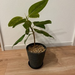 フィカス　ベンガレンシス　高さ約60センチの画像