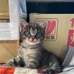 9/3産まれ🐈‍⬛ 里親さん見つかりました🐾
