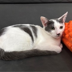 里親募集でーす！！生後5ヶ月くらいです！