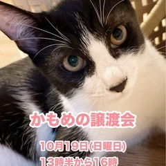 🌸🐈かもめの譲渡会🐈‍⬛🌸
