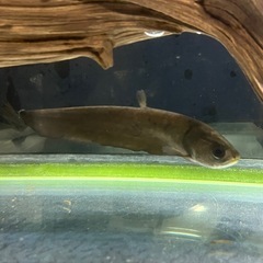 (熱帯魚)(ワイルド)アロワナナイフフィッシュ の画像
