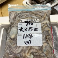 ♦︎シガヤー 大15匹 1kg (3)♦︎の画像