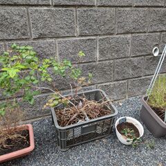 ブルーベリー、ラズベリー、イチジク、園芸用品（千葉県流山市 手渡し限定）の画像
