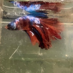 ベタの画像