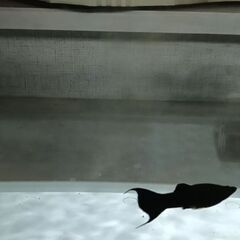 ゴールデンブラックモーリー♀＋ブラックモーリー♂つがいの画像