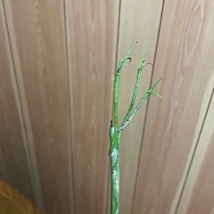 月下美人の苗の画像