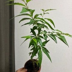 オシドリ桜（定型文の方お断り）の画像