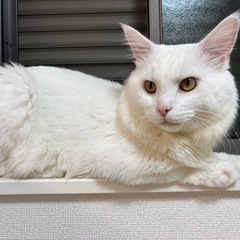 とっても甘えん坊なふわふわ猫
