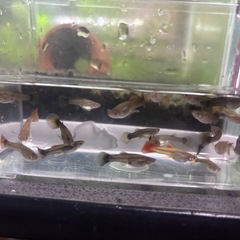 グッピー譲りますの画像