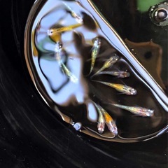 輝きの💐yurisisメダカ若魚=11匹.体外光ラメ魚メダカの画像
