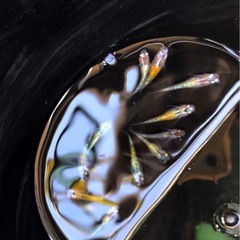 輝きの💐yurisisメダカ若魚=11匹.体外光ラメ魚メダカの画像