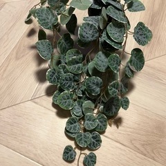 IKEA　観葉植物 小さめ 置き型の画像
